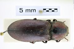 Foto (Dorsalansicht) von Selatosomus whitei (NHMW-ZOO-COL-0008387)
